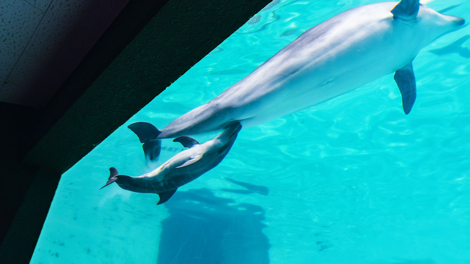 水族館への導入事例｜イルカの出産シーンを撮影